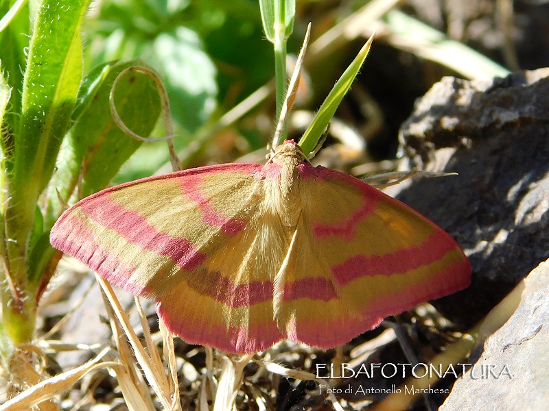 Rhodostrophia calabra (Geometridae)